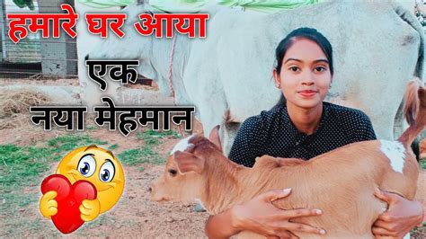 हमारे घर आया एक नया मेहमान ☺️ ️ Tulsi Dewangan Vlogs ️🙃 Youtube