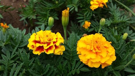 Top 7 Reasons Why To Grow Marigolds In The Garden Gardening Sun