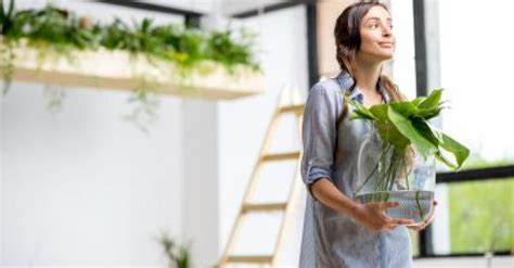 Zo Hou Je Je Kamerplanten In Leven Slimme Tips Waar Je Planten Blij