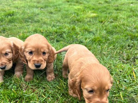 Golden Cocker Spaniels In Cookstown On Freeads Classifieds Cocker