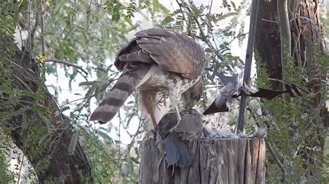 Cooper S Hawk Eating Dove Youtube