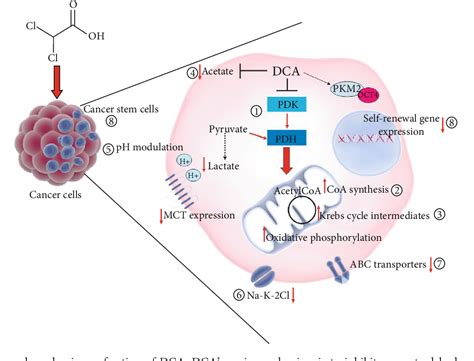 Figure From Dichloroacetate Dca And Cancer An Overview Towards