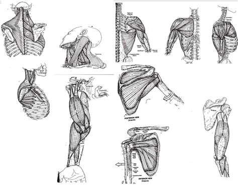 shoulder muscles Diagram | Quizlet