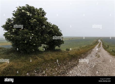 A Country Road Disappearing Into Distant Mist And Fog With A Tree On