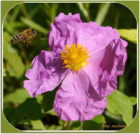 auchwas nochwas Blüte Zistrose mit Laubheuschrecke und Biene