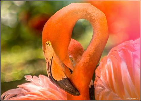 Flamant Rose Photo Et Image Animaux Zoo Et Animaux En Captivité