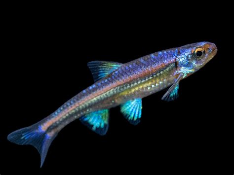 Rainbow Shiner (Notropsis chrosomus), Tank-Bred! - Aquatic Arts on sale ...