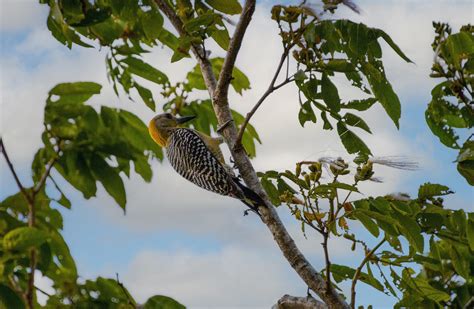 Hoffmann S Woodpecker Melanerpes Hoffmannii Adult Female Flickr