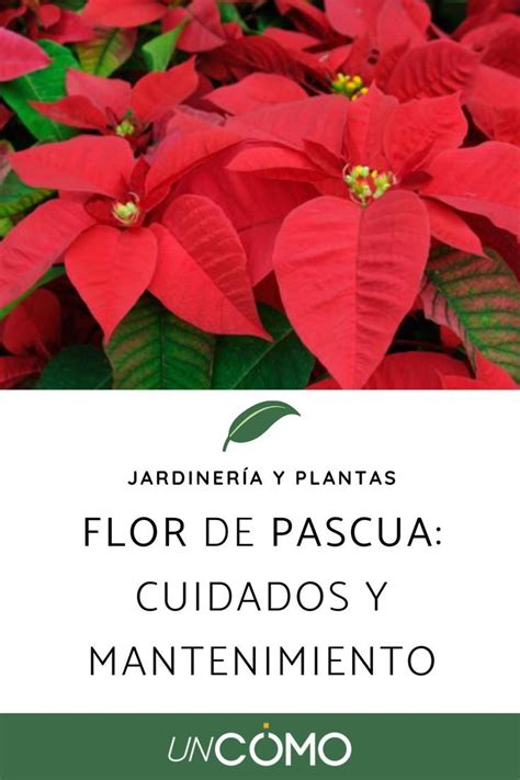 Flor De Pascua Cuidados Y Mantenimiento Flor De Pascua Planta De