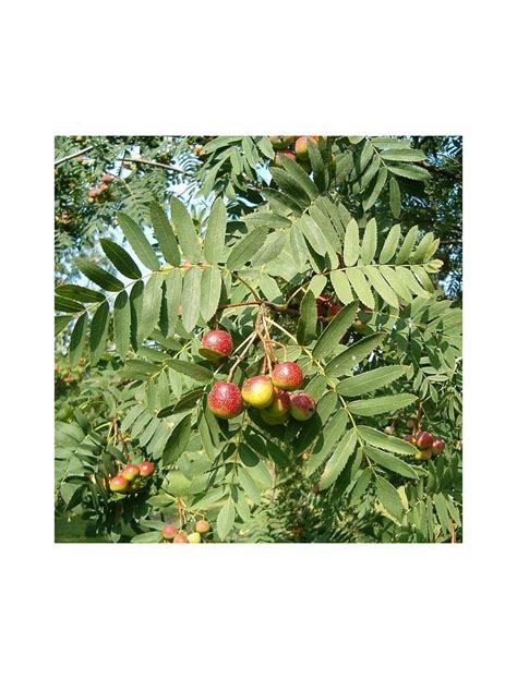 Sorbier Mac Rat De Bourgeons Bio Sorbus Aucuparia Ml