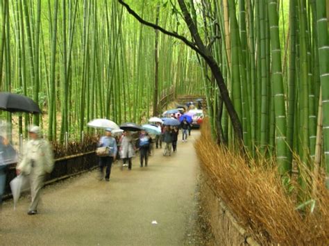 Bamboo Grove Free Photo Download | FreeImages