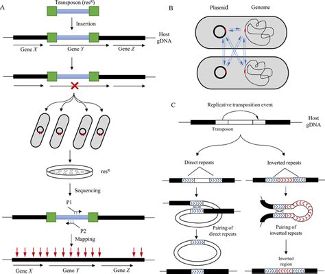 Genetic Effects Of Transposon A Insertion Mutations Horizontal Black