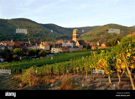 France Haut Rhin Alsace Wine Route Kaysersberg The Vineyard And The