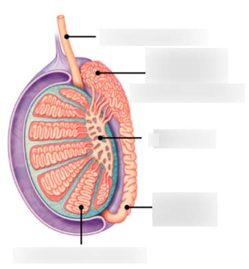 Testis Coronal Section Diagram Quizlet