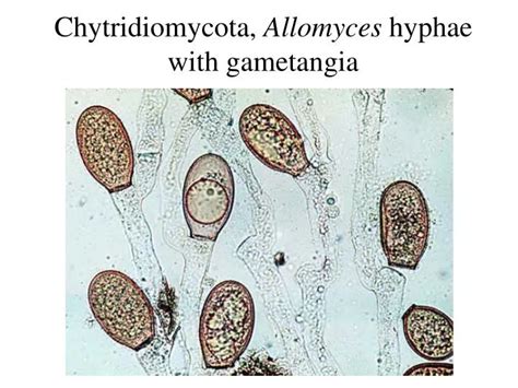 Ppt Chytridiomycota Allomyces Hyphae With Gametangia Powerpoint