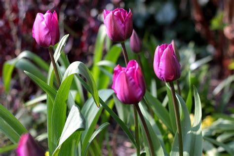 Schitterende Tulpen Voor Je Tuin Kleinetuinen Nl