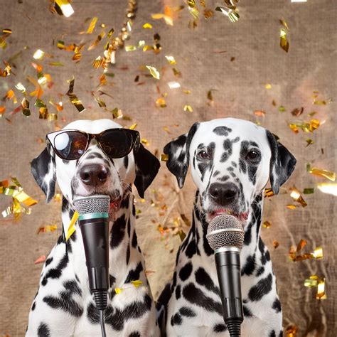 Lucky Dogs | Östra Tommarp