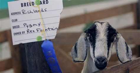 Onslow County Fair Starts Monday Entertainment