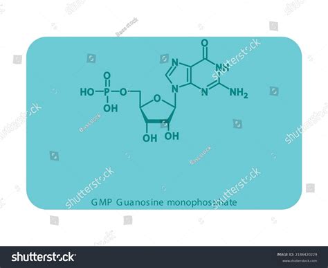 Gmp Guanosine Monophosphate Nucleotide Molecular Structure Stock Vector