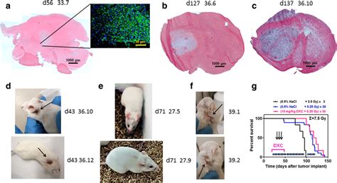 Skin damage to NOD-SCID mice bearing orthotopic glioblastoma... | Download Scientific Diagram