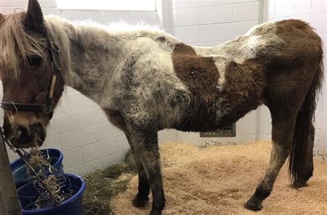 3 Horses Dead Others Receiving Treatment From Neglect In Southeast