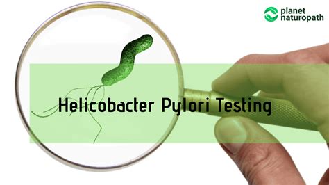 Helicobacter Pylori Virulence Factors And How To Test Planet Naturopath