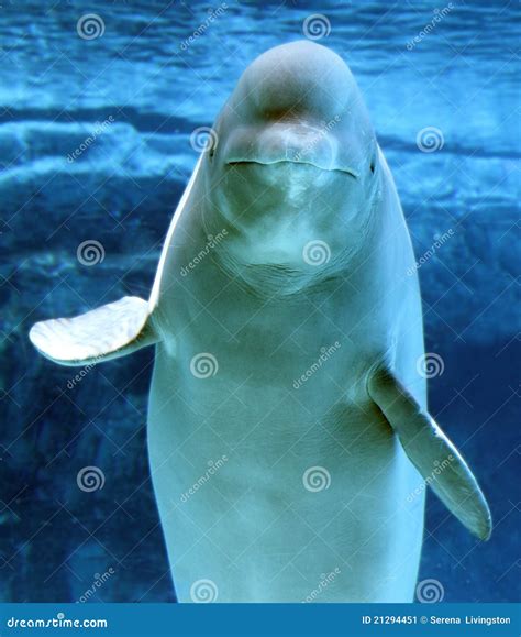 A Cute Beluga Whale Stock Image - Image: 21294451