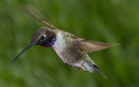 Black-chinned Hummingbird | Audubon Field Guide