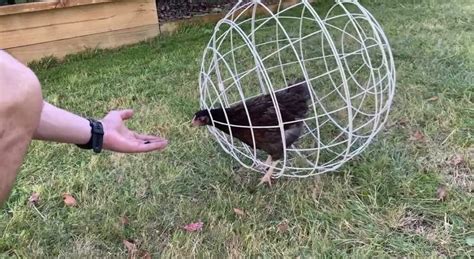 chicken orb oddity central collecting oddities