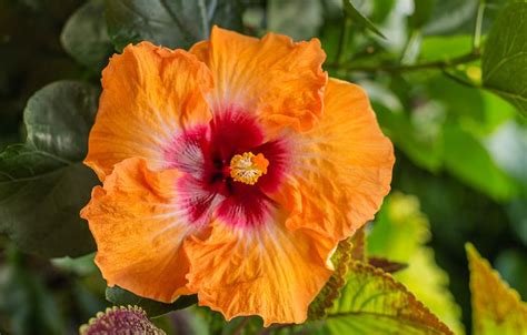 9 Tips for Pruning Hibiscus to Get More Flowers