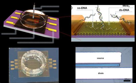 A Configuration Of Back Gated And Solution Gated Fets On Si Sio 2 Download Scientific Diagram