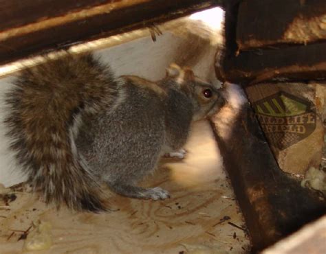 Noises In The Attic Early Morning Squirrels Wildlifeshield Ca