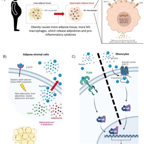 Blocking The Interaction Between Resistin And Their Receptors Dcn