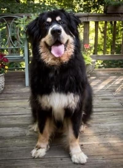 15 Newfoundland Mixes Breeds: Enormous Newfies to Nuzzle You!