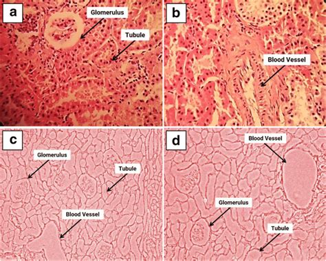 H E Staining Images Of Native Kidney Ab And Decellularized Kidney C