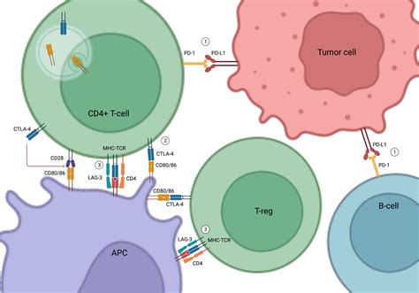 Frontiers Endocrine Side Effects Of Immune Checkpoint Inhibitors