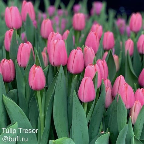 Tulip Tresor Bufl Ru Tulips Beautiful Flowers Daffodils