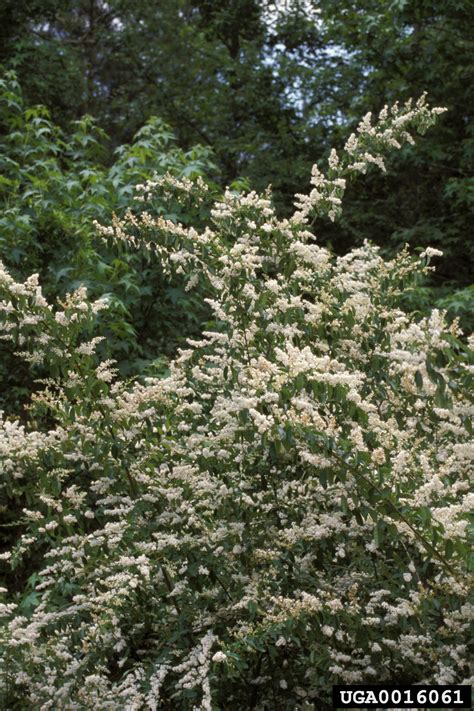 Chinese Privet Ligustrum Sinense