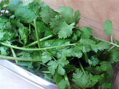 Cilantro Atau Daun Ketumbar Bumbu Dapur Di Masakan Thailand