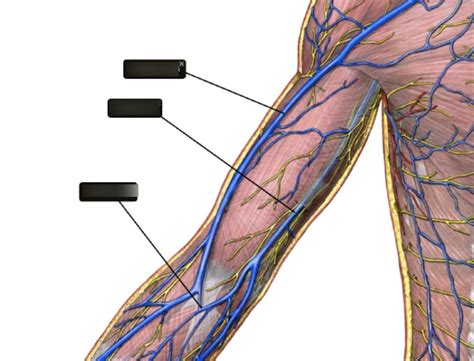 Main Veins Of Arm Diagram Quizlet