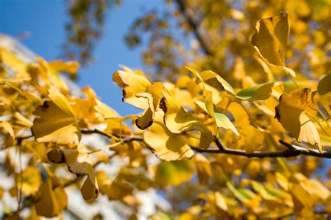 Ginkgo Biloba Autumn Golden - Free photo on Pixabay - Pixabay