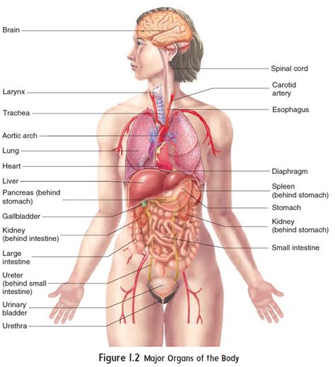 Structural And Functional Organization Of The Human Body