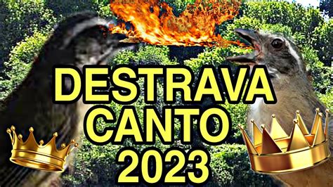 Destrava Canto Faz Cantar Na Hora Prepare Seu Trinca Ferro Youtube