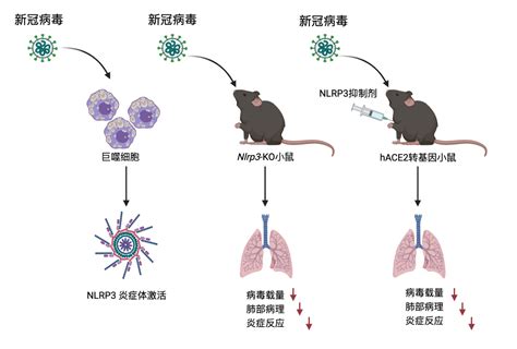 特异性抑制nlrp3炎症体缓解新冠肺炎免疫过度激活与感染小鼠肺部病理改变 中国科学院昆明动物研究所