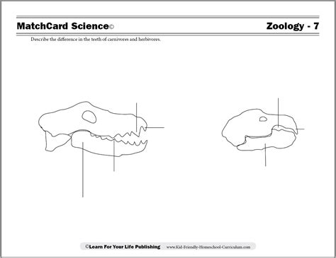 Omnivore Teeth Diagram