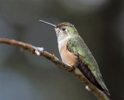 Broad Tailed Hummingbird Female Selasphorous Platycerc Flickr