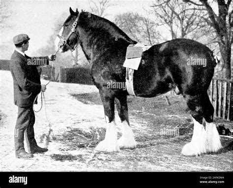 Clydesdale Horse Breed