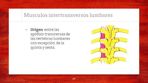 Musculos De Abdomen Tronco Y Cola 2 Musculos Abdominales Ppt Descargar