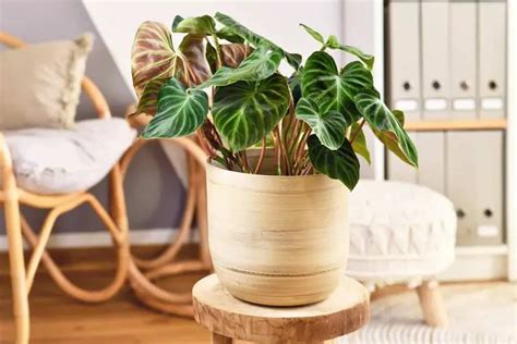 Growing And Care Guide For Philodendron Verrucosum Plantglossary