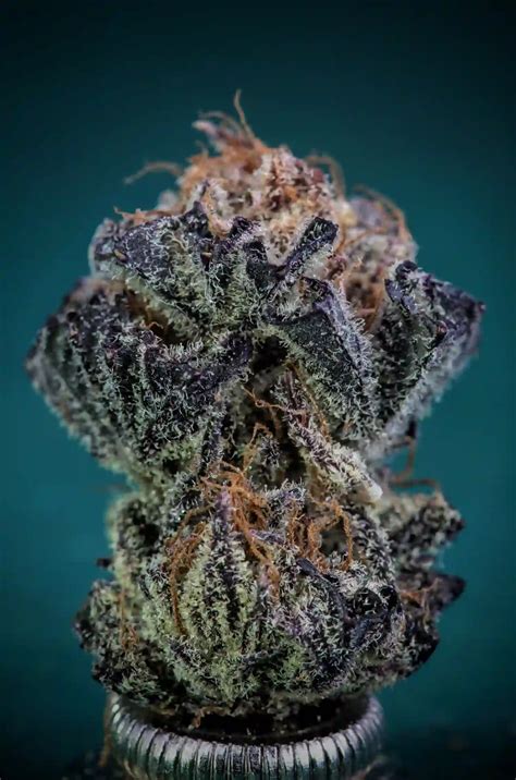 Bruce Banner Strain | Thrive Cannabis